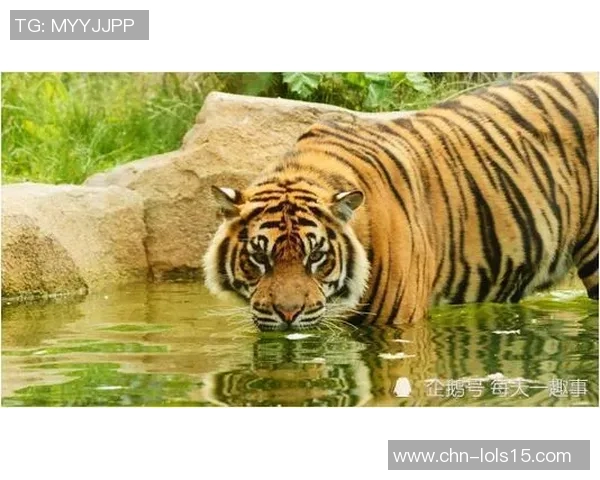 兵工厂与老虎竞赛的背后故事与启示探讨